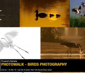 Birds Photography Photo Walk