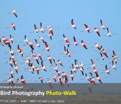 Bird Photography Photo-Walk Al Qudra
